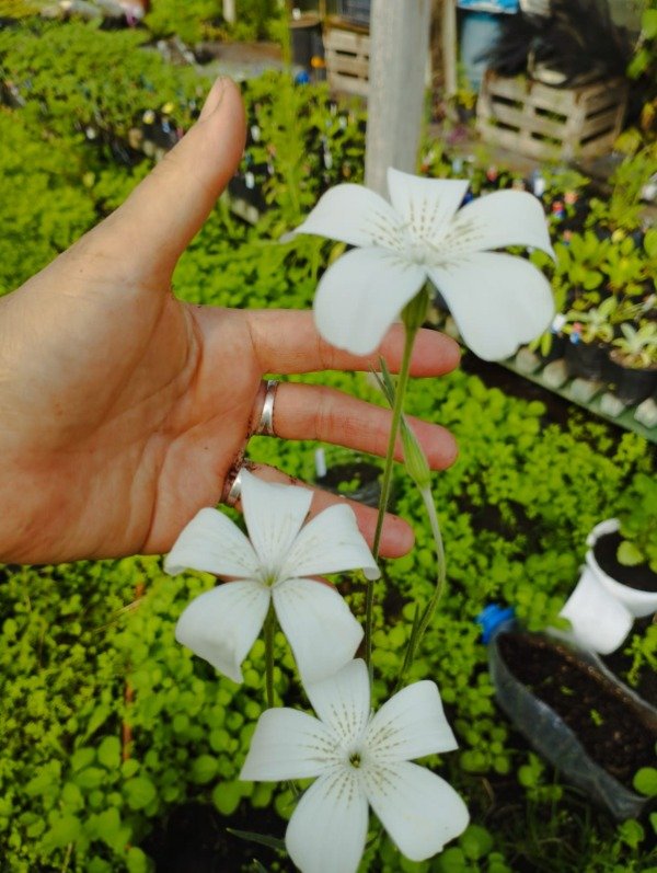Producto - Agrostemma githago blanca - 0