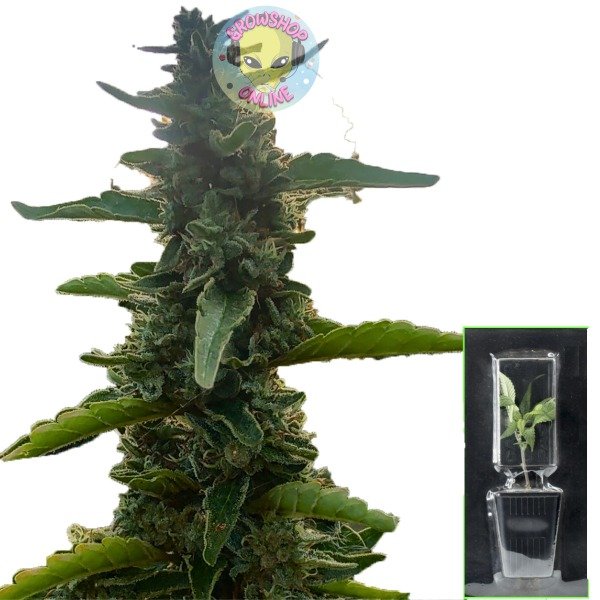 Producto - Esqueje Camboyana x G13 - Camboya