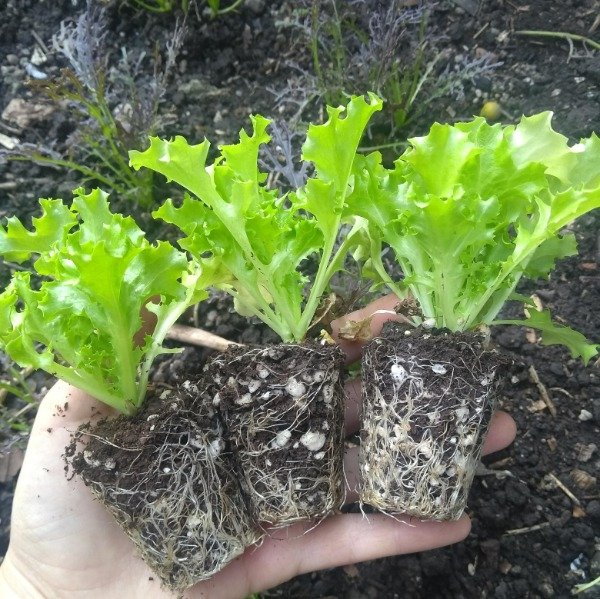 Producto - Lechuga Tango