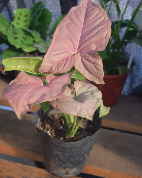 Producto - Syngonium Rosa m12