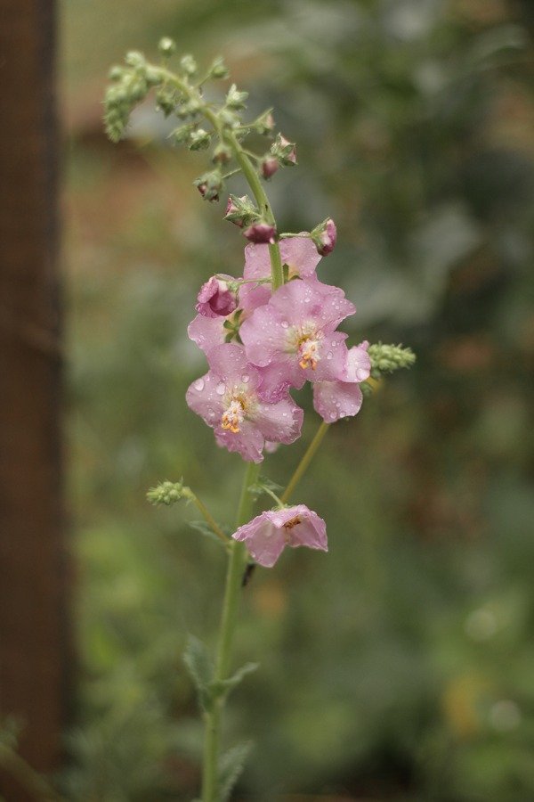 Producto - Verbascum phoeniceum "Mullein Rosetta"