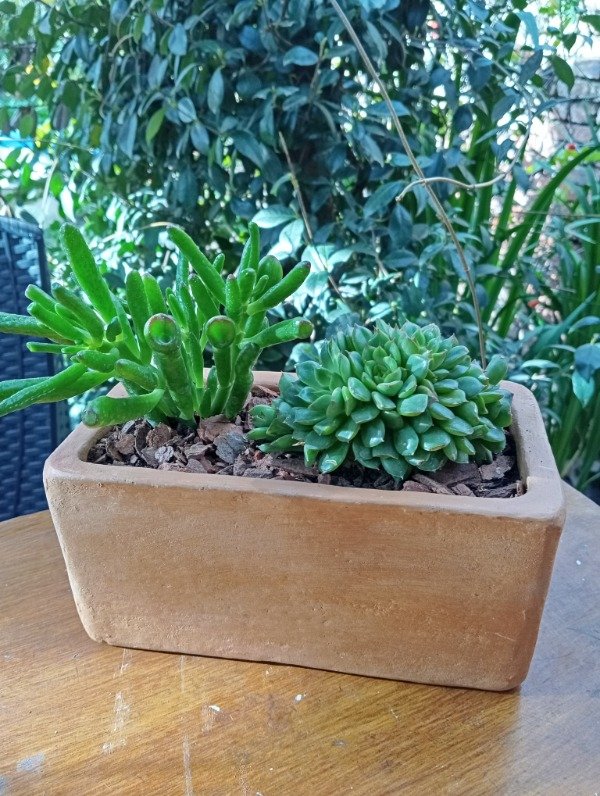 Producto - Jardinera con suculentas