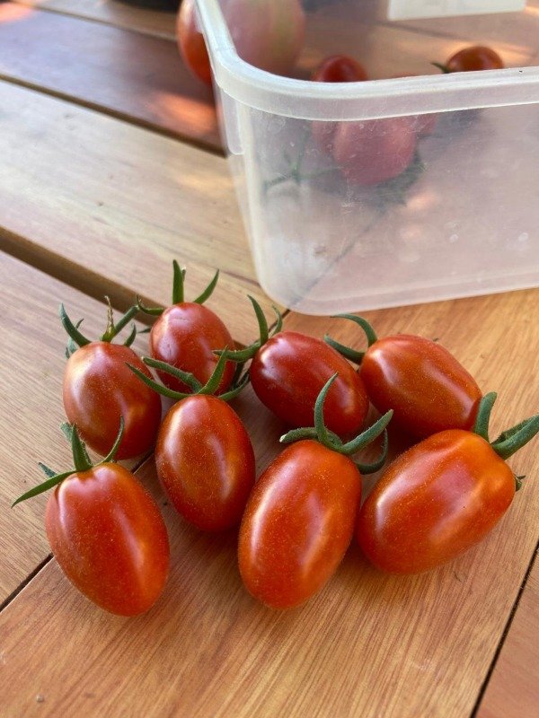 Producto - Plantines agroecologicos de cherry perita rojo