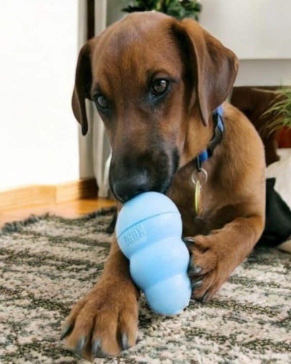 Producto - Juguete para Perro Rellenable. Juguete Kong Puppy (Mediano)