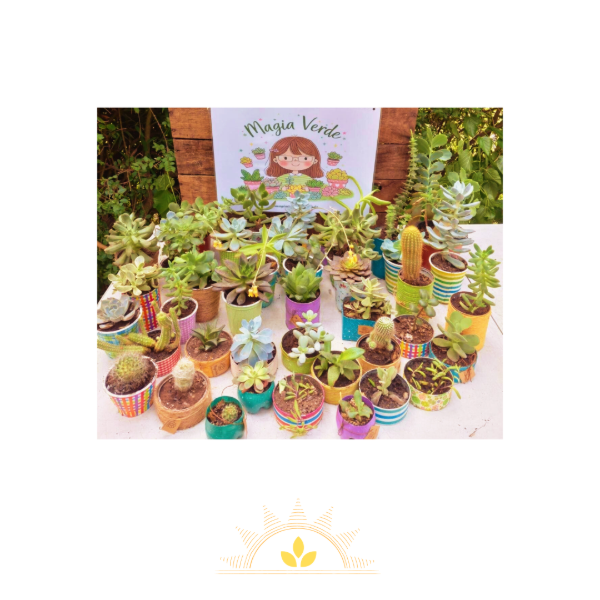 Producto - Suculentas y Cactus - Magia Verde
