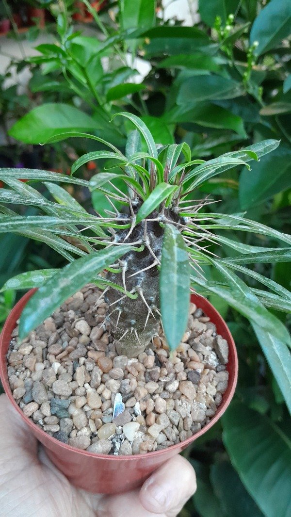 Producto - Palmera de Madagascar chica