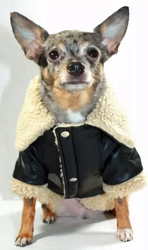 Producto - CAMPERA DE CUERO ROCKERA MASCOTA