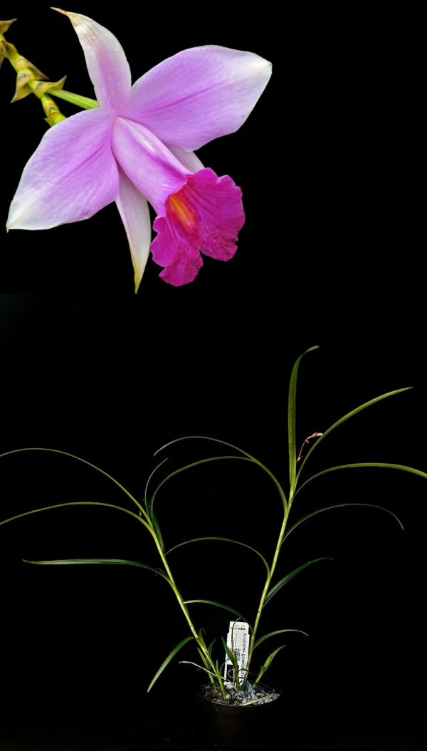 Producto - Arundina Graminifolia