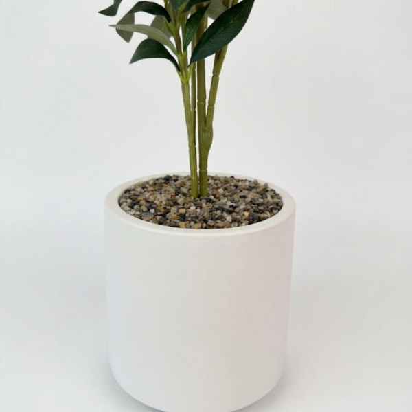 Producto - Olivo 75cm - 3