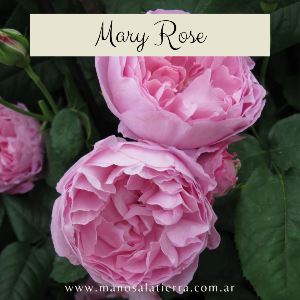 Producto - Rosal Mary Rose