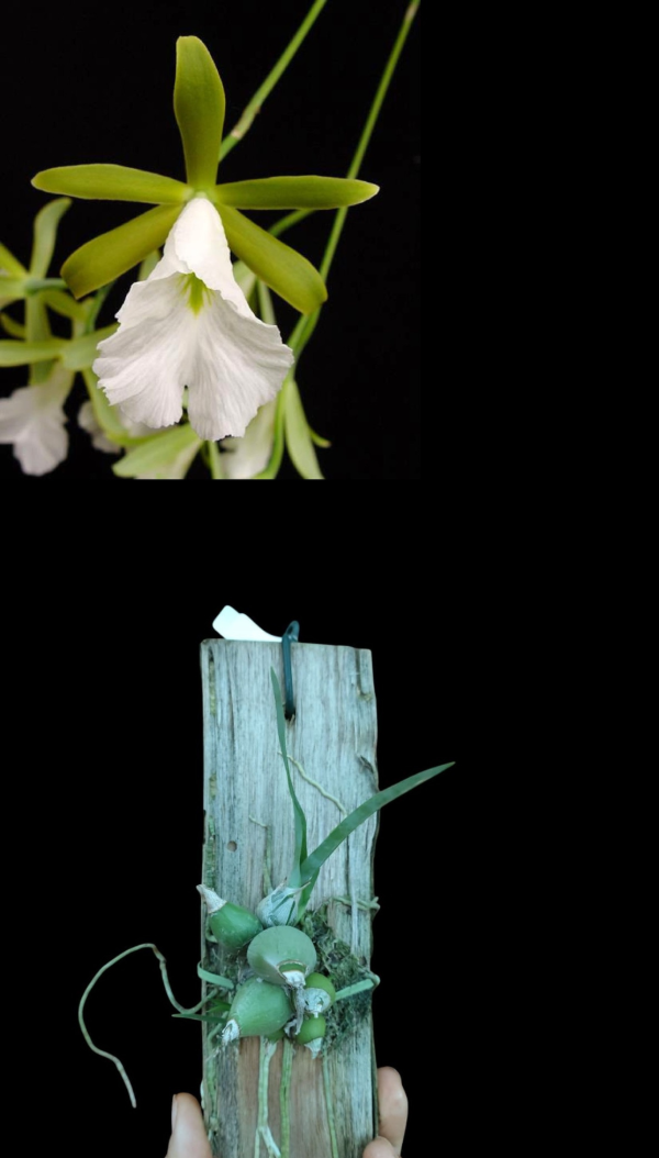 Producto - Encyclia Mariae