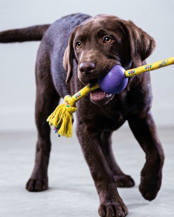 Producto - Pelota de color Con Soga Para Perros Pequeños Y Medianos - 0