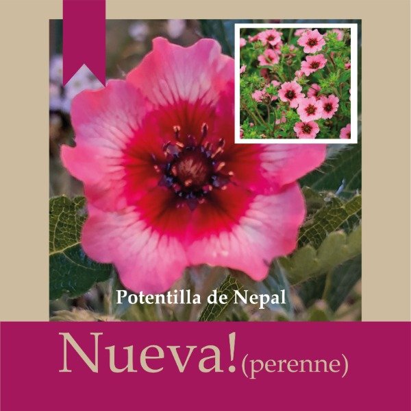 Producto - Potentilla de Nepal