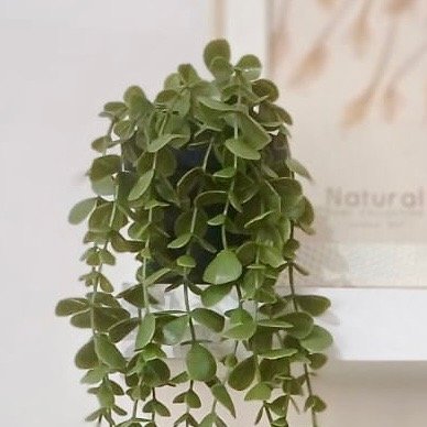 Producto - Planta Con Maceta 1203538