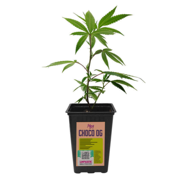 Producto - Esqueje Choco Og 1439 CRIADORES