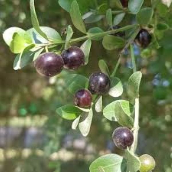 Producto - Planta de Coronillo