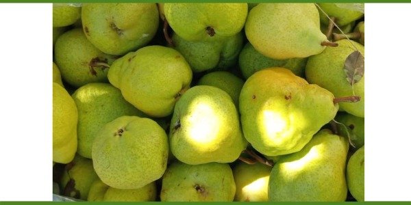 Producto - Peras Packhams biodinámicas agroeco. Sugeto a disponibilidad. Ver detalles