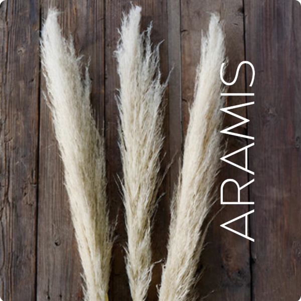 Producto - Pampa Grass - 0
