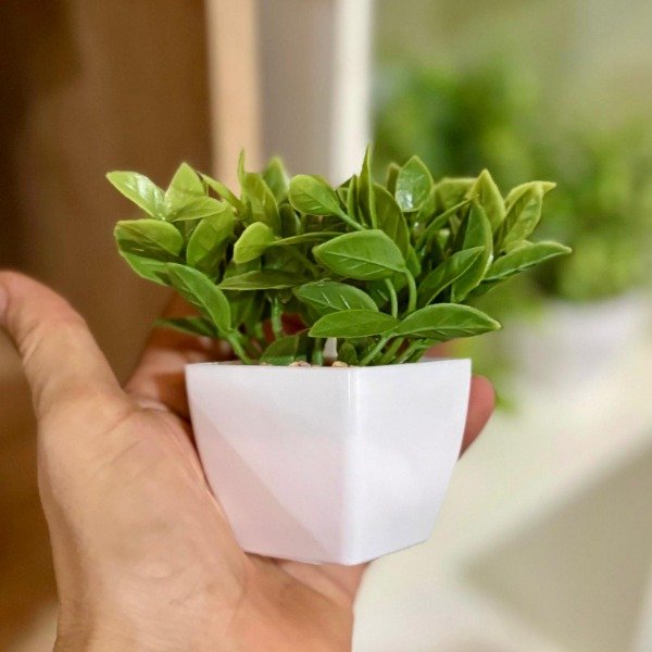 Producto - Planta Con Maceta 371570