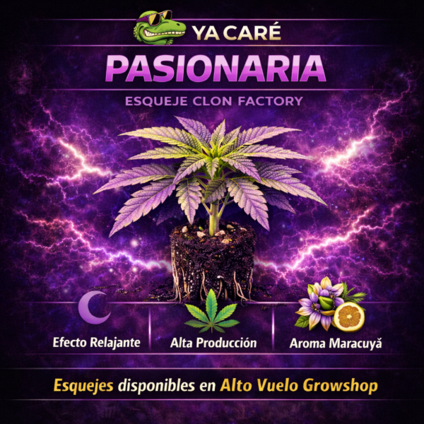 Producto - Esqueje Yacaré Pasionaria