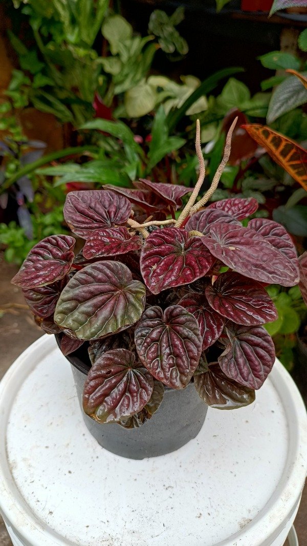 Producto - Peperomia Carperata Bordó