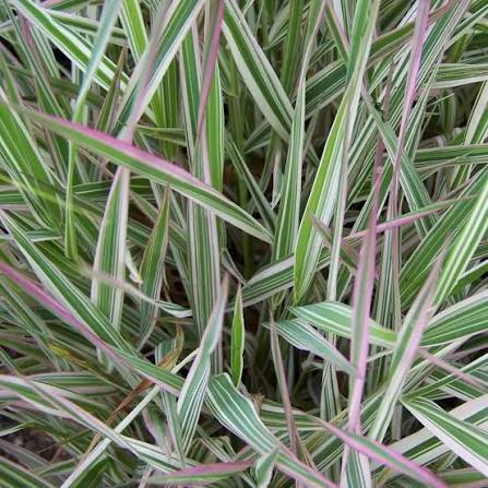 Producto - Phalaris arundinacea "strawberry and cream" 1,5 L - 0