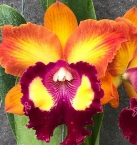 Producto - Rlc. Bangkok Sunlight - 0