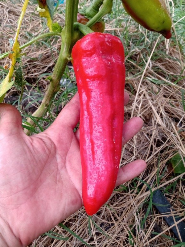 Producto - Pimiento farmer
