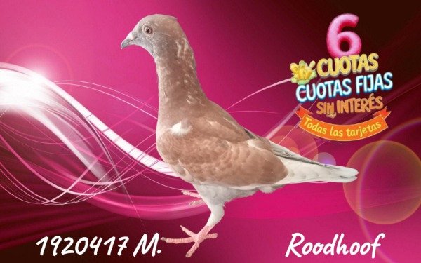 Producto - 1920417 M  ROODHOOFT