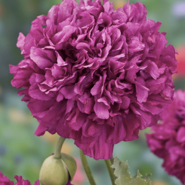 Producto - 100 Semillas Papaver somniferum "Paeoniflorum Purple"