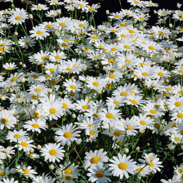 Producto - Margaritón alto