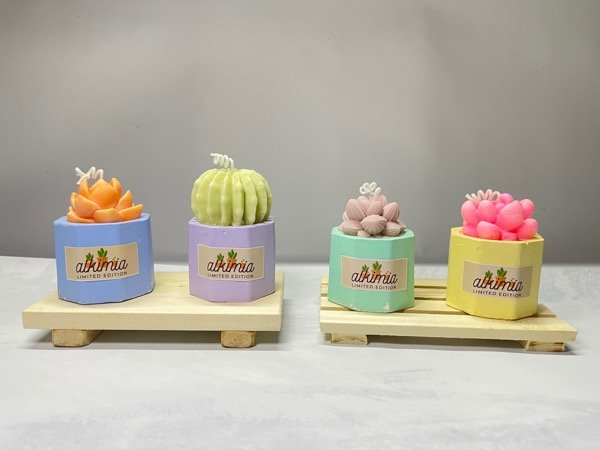 Producto - Cactus y suculentas - 2