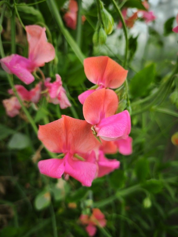 Producto - Arvejilla prince orange otoño invierno