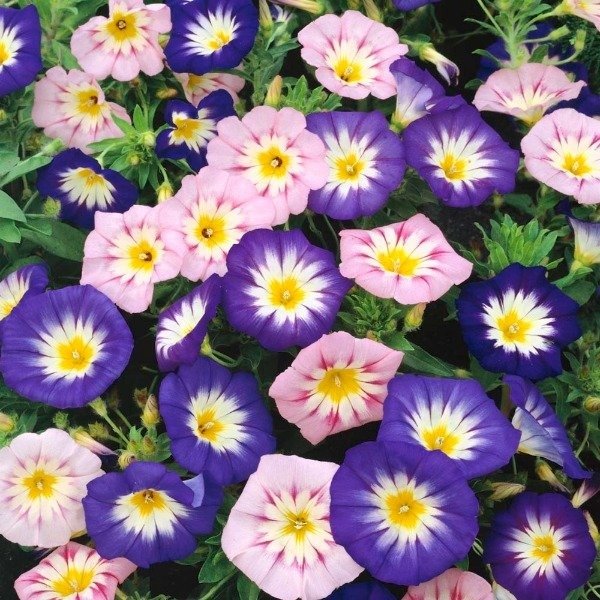 Producto - Semillas De Convolvulus Tricolor Minor Ensign Mix - 0