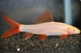 Producto - Labeo erythrurus albino