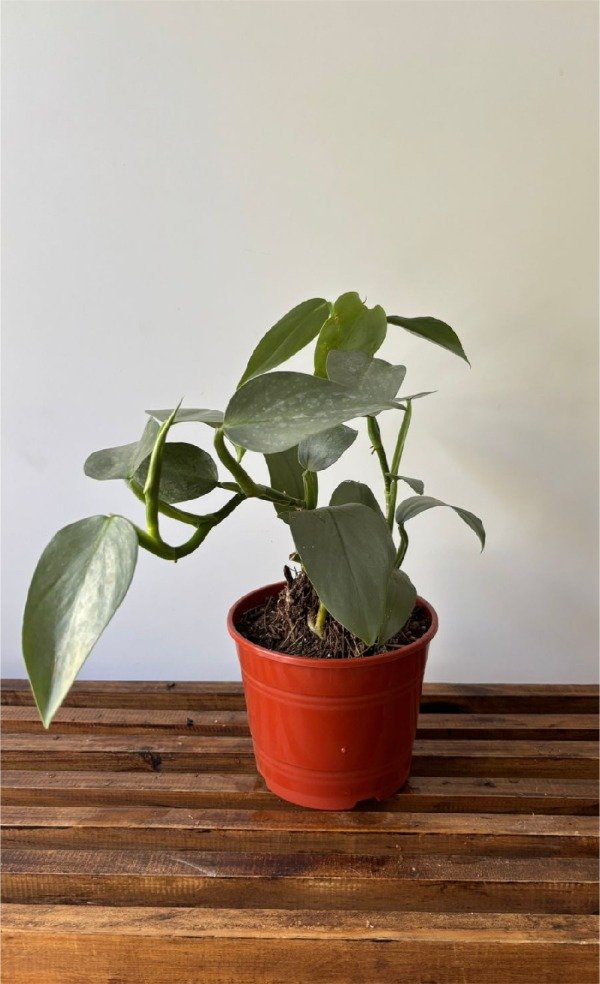 Producto - Philodendron Plateado - 1
