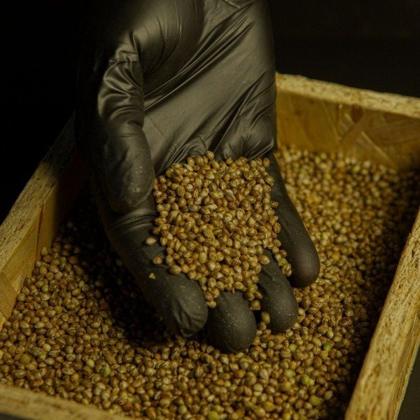 Producto - Semillas feminizadas - Pack a granel (x centena)