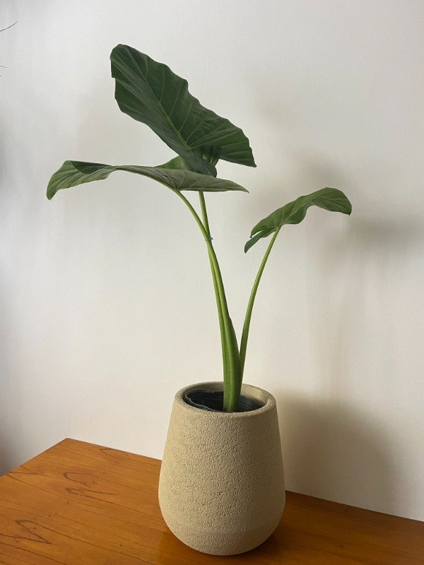 Producto - OREJA DE ELEFANTE + MACETA N30