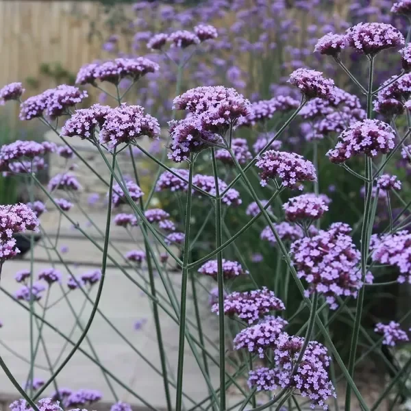 Producto - Semillas De Verbena Purpurea Bonariensis