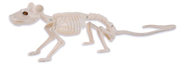 Producto - Esqueleto de rata 30 x 6.5 x 9cm