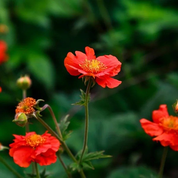 Producto - 30 Semillas Geum chiloense