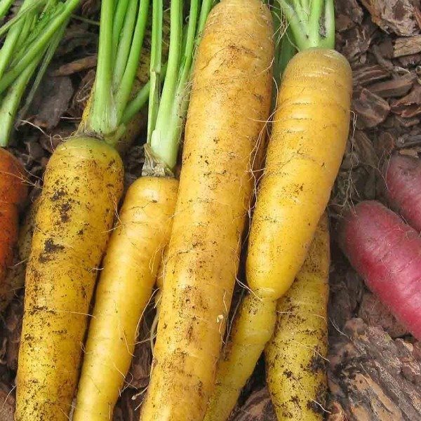 Producto - 100 SEMILLAS DE ZANAHORIA AMARILLA