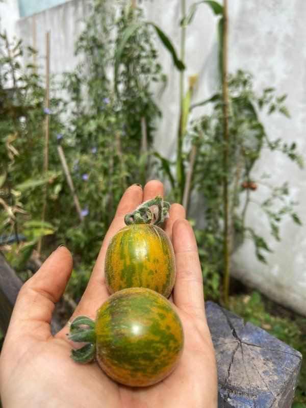 Producto - Semillas Agroecologicas de cherry extravagante