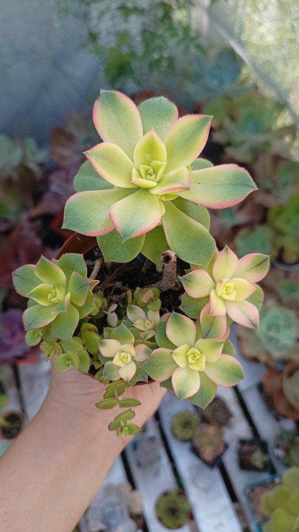 Producto - Arreglito suculento