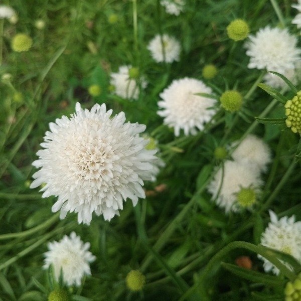 Producto - Escabiosa - snow maiden