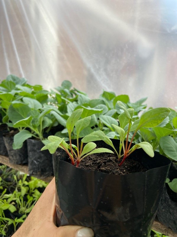 Producto - Plantines de acelga penca roja