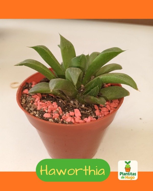 Producto - Haworthia (1)