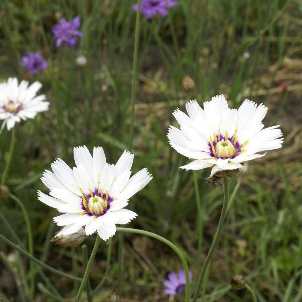 Producto - Semillas De Planta Del Amor Blanca