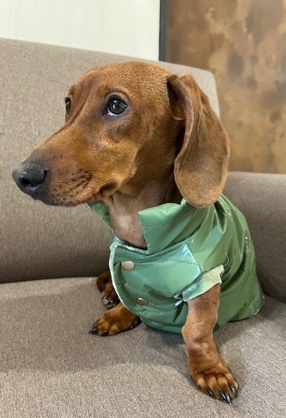 Producto - CHALECO VERDE