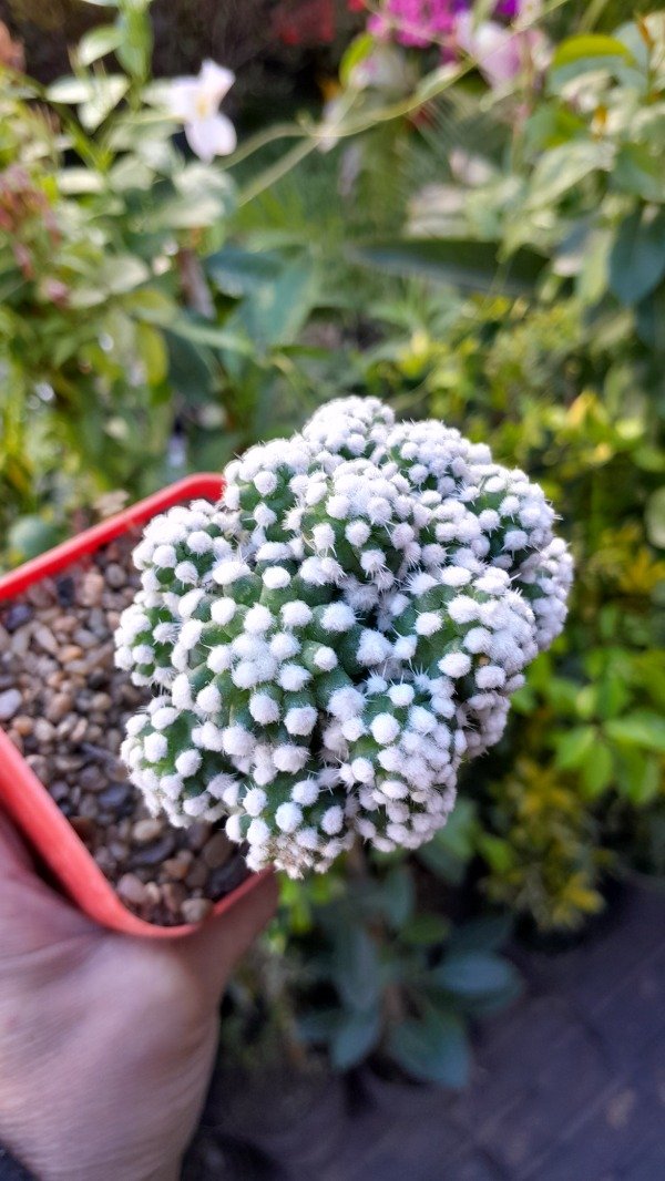 Producto - Mammillaria Theresae (injertado) - 2